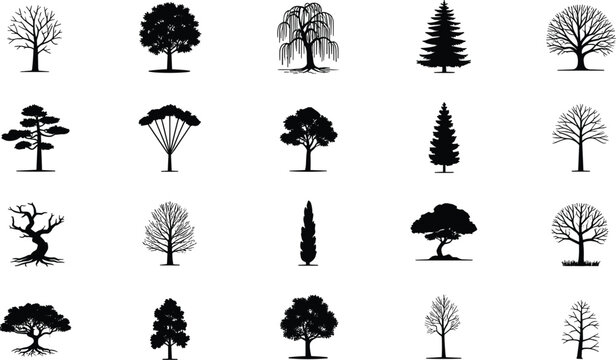 Black and white of various trees and plants foliage coniferous des