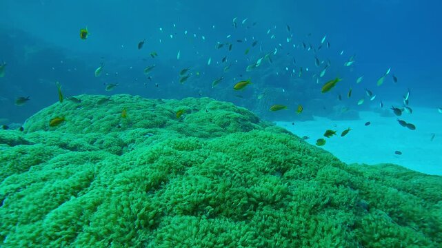 Forward movement above giant colony of Flowerpot corals on coral garden, tropical fish swim above it on blue water background, Slow motion of Anemone coral, Goniopora columna soft corals
