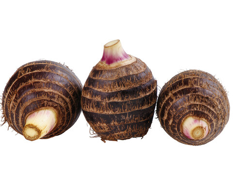 Isolated three fresh whole taro roots, also known as cocoyam or dasheen, starchy tropical vegetable.