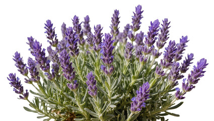 Obraz premium Isolated fragrant lavender plant in full bloom with fresh green foliage and vibrant purple flowers