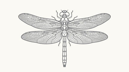Detailed Dragonfly Line Art Vector © Dafid
