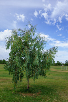  Weeping ironbark tree, Eucalyptus sepulcralis, stands in the green lawn of Conocido Park in Phoenix, Arizona, under seasonal monsoon sky