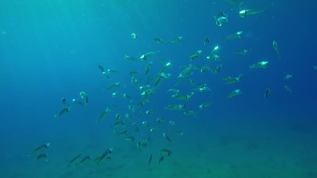 Shoal of Striped mackerel swim in circles sparkling in the sun's rays and filters plankton with open mouths, Slow motion of Indian mackerel, Rastrelliger kanagurta