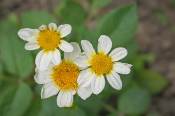 Fototapeta premium Close-up photograph of a white dahlia flower; Dahlia Hortensis Topmix White