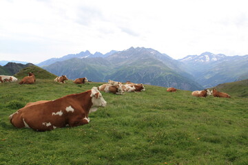 Naklejka premium Alps nature
