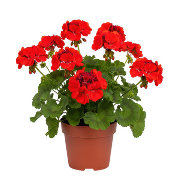 Beautiful red geranium flowers in a terracotta pot on a white background.