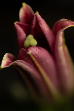 Macro de tulip&aacute;n rosa con p&eacute;talos en detalle y fondo oscuro de baja profundidad de campo