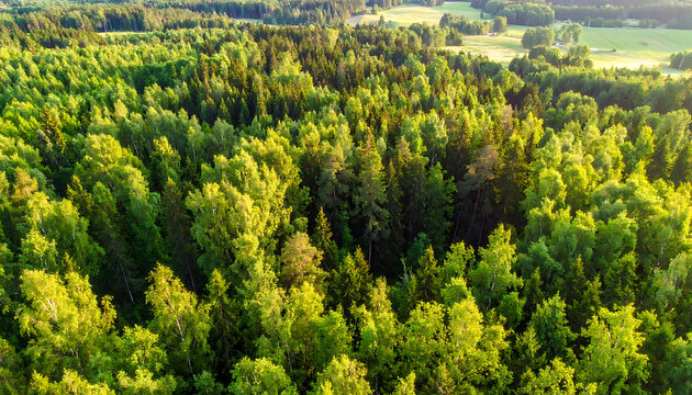 Aerial drone view of lush green forest canopy illuminated by warm golden hour sunlight, creating dappled light and shadow patterns