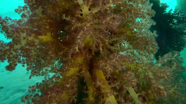 Close-up of colorful soft corals hang in clusters from support of dock on brightly sunny day in sunbeams, Slow motion of Soft Coral Dendronephthya hangs in from pier on sunrays