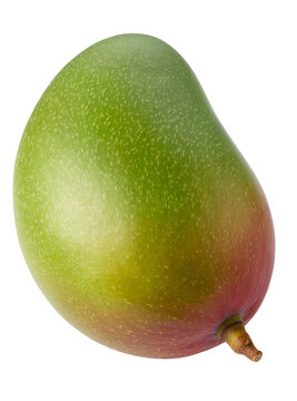 Isolated green and red mango fruit with stem, fresh, ripe, raw, tropical and healthy food