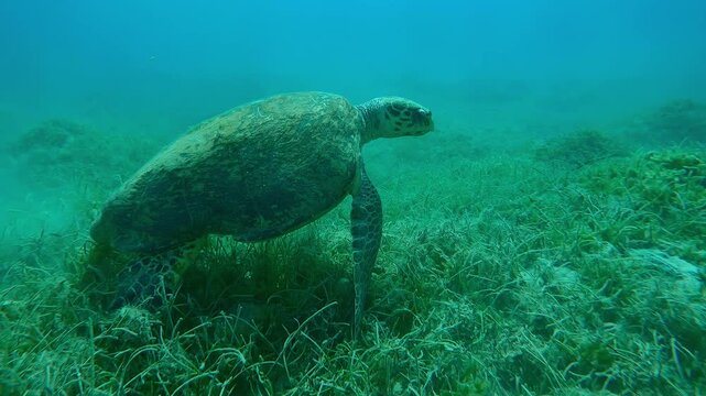 Close up of very old mature male Hawksbill Sea Turtle, Eretmochelys imbricata with twisted shell walking on flippers on sandy-muddy seabed covered with green Noodle seagrass, Slow motion