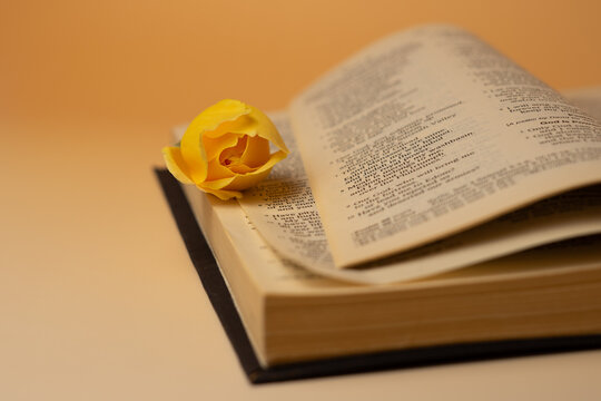 Yellow rose on Bible, Christian faith and spiritual inspiration concept