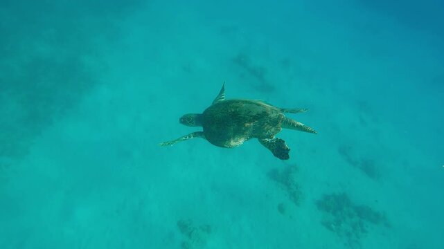 Top view of very old male Hawksbill Sea Turtle, Eretmochelys imbricata with twisted shell swimming in water column in sunbeams, Slow motion