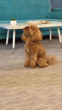 Curly brown dog shifts from sitting to playful prone pose before settling into relaxed lying position on carpet inside cozy teal living room with sofa, plant, coffee table and warm home decor