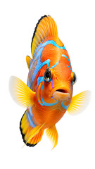 Fototapeta premium Colorful tropical fish with orange yellow fins and blue stripes for aquarium marine life decorative vivid use isolated on a transparent background