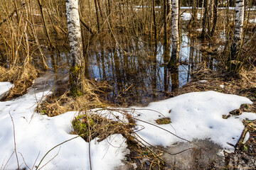 Fototapeta premium birch grove flooded with water from melting snow