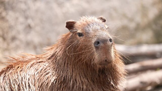 Capybara (Hydrochoerus hydrochaeris), belonging to the Hydrochoerus genus is the the largest semi-aquatic rodent in the world. funny creature with cool flappy ears and big teeth on the Amazon river.