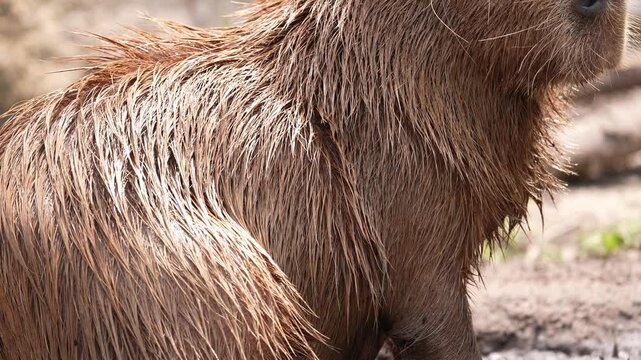 Capybara (Hydrochoerus hydrochaeris), belonging to the Hydrochoerus genus is the the largest semi-aquatic rodent in the world. funny creature with cool flappy ears and big teeth on the Amazon river. 
