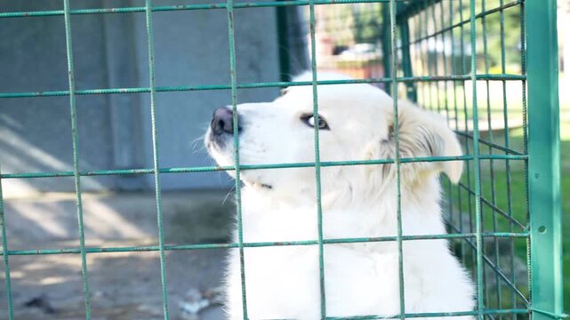 Abandoned white fluffy maremma sheepdog in cage for homeless animals, sad dog sitting in the corner and waiting for being adopted by kind human, cruelty against domestic pets