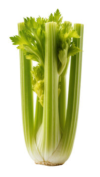 Isolated whole bunch of fresh green celery, crisp and healthy, perfect for culinary use.