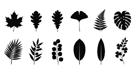 Obraz premium Collection Of Various Leaf Shapes In Black Silhouette leaves foliage