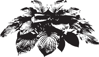 Hosta Plant Illustration: A striking black and white illustration of a hosta plant, showcasing its lush, broad leaves with intricate details and a captivating graphic style. © design by sobnom