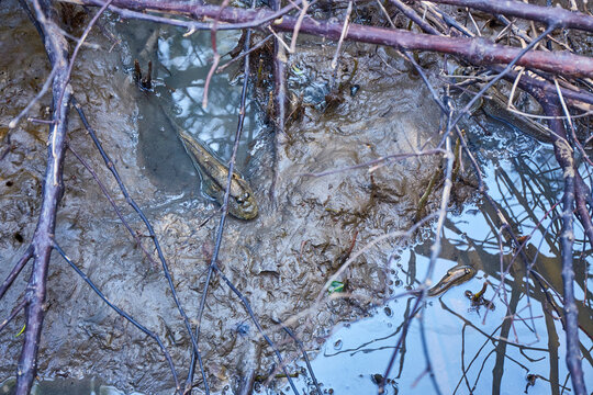 Mudskipper hide in the mangrove forest beach