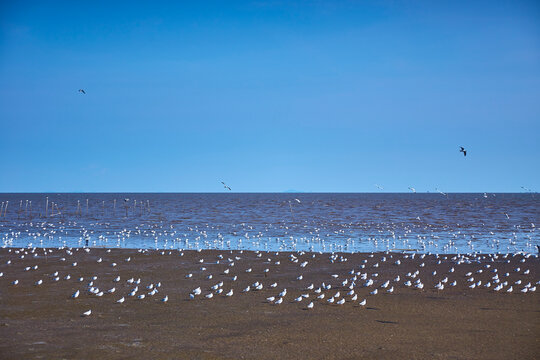 Flock of seagulls fly over the tranquil beach