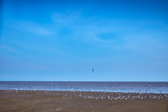 Flock of seagulls fly over the tranquil beach