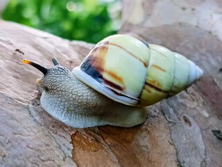 A tree snail (Amphidromus perversus) crawling along a branch, a symbol of moving slowly but surely toward the goal  a cute snail. © Sigit