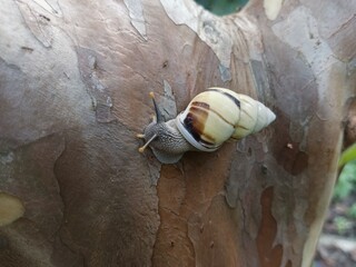 A tree snail (Amphidromus perversus) crawling along a branch, a symbol of moving slowly but surely toward the goal  a cute snail. © Sigit
