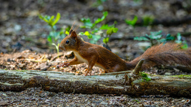 Eichh&ouml;rnchen im Wald auf Futtersuche