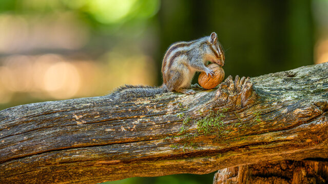 ein Streifenh&ouml;rnchen auf einem Ast im Wald