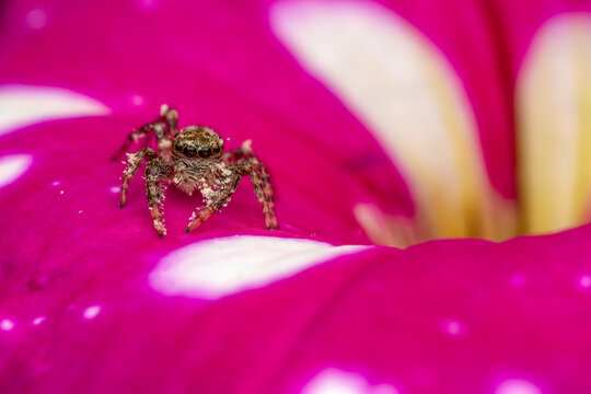 Springspinne - Salticoidea