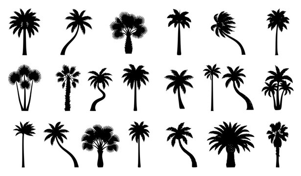 Tropical Palm Tree Silhouette Bundle with Various Exotic Tree Shapes Black Vector Collection Isolated