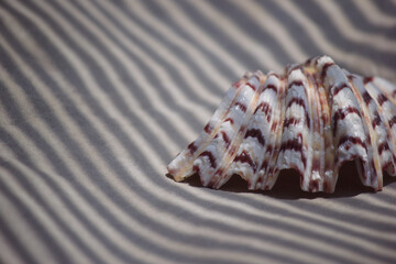 Ribbed bivalve seashell on sand surface with prominent zebra stripe shadows © emerald17