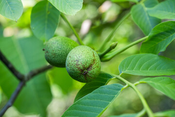 Fototapeta premium two unripe, green walnuts growing on a leafy tree branch against a softly blurred natural background.
