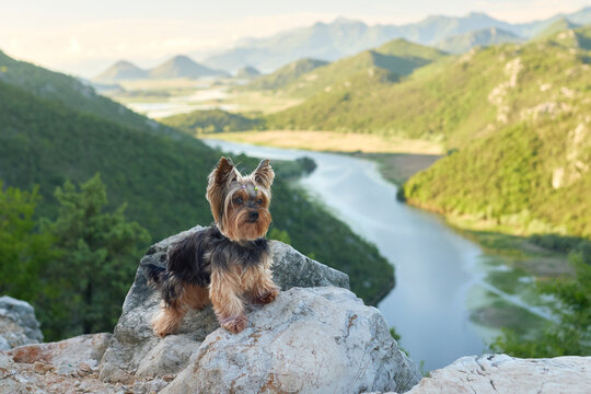 A Yorkshire Terrier poses on rocks overlooking a winding mountain river and green valley. Scenic travel destination with dramatic wilderness landscape.