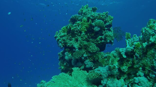 Camera moves back revealing a panorama of a beautiful coral pillar in corals garden, Slow motion of a lot colorful tropical fishes swim around freestanding coral col
