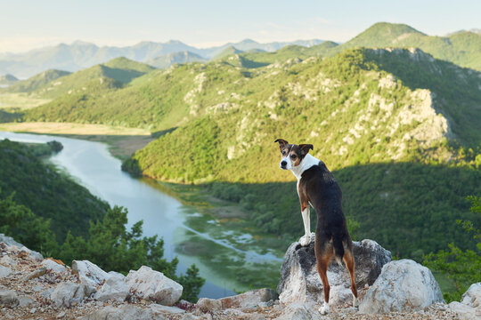 A Yorkshire Terrier looks across a winding mountain river surrounded by green hills and cliffs. Peaceful outdoor travel and hiking destination.