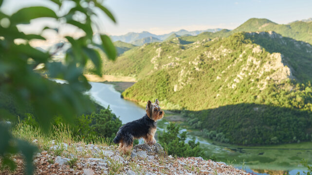 A Yorkshire Terrier rests on rocky cliffs overlooking a beautiful mountain river valley. Scenic outdoor adventure capturing travel and wilderness exploration.