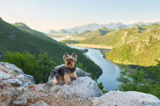 A Yorkshire Terrier sits proudly on a rocky viewpoint above a winding mountain river surrounded by dramatic green mountains. Outdoor hiking scene featuring scenic landscape, travel, and adventure.