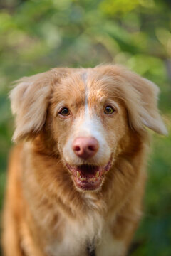 Close portrait of a happy Nova Scotia Duck Tolling Retriever in natural forest surroundings. Friendly companion dog with soft light and green background.