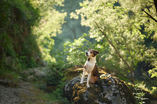 Nova Scotia Duck Tolling Retriever enjoying a forest hiking trail surrounded by moss and trees. Peaceful wilderness destination with adventure and travel atmosphere.