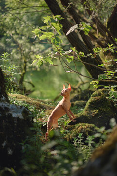 Nova Scotia Duck Tolling Retriever standing on a moss covered boulder in a lush green forest. Outdoor hiking and travel scene with beautiful natural light.