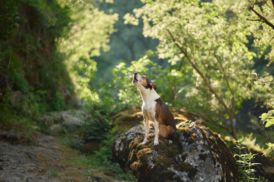 Nova Scotia Duck Tolling Retriever standing proudly on a moss covered rock in a green forest. Scenic hiking and outdoor adventure with beautiful natural light.