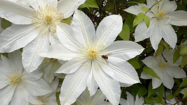 A beautiful, close-up top view of full-bloom white clematis flowers with contrasting yellow stamen centers, creating a dense and elegant natural floral pattern.