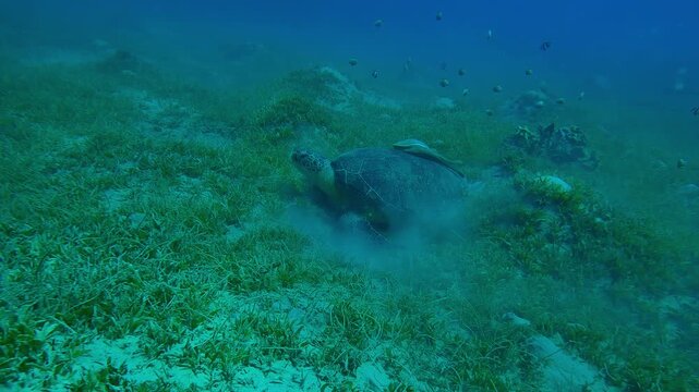 Approaching to sea turtle resting on sandy-silty seabed covered in thick green Noodle seagrass, tropical fish swimming around, Slow motion of Green Sea Turtle, Chelonia mydas