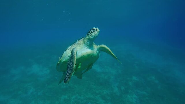 Sea turtle blows air bubbles and swims up from seabed, Slow motion of Great Green Sea Turtle, Chelonia mydas swim in the sea