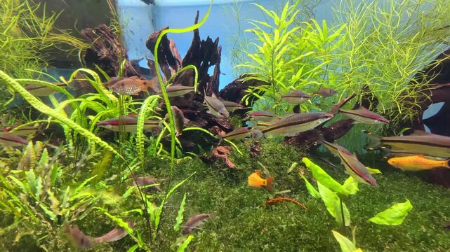 Colorful freshwater aquarium scene with various fish swimming among lush aquatic plants and natural decorations in a vibrant underwater environment. Aquarium products, home decor, nature and wildlife